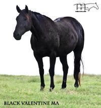 Black Valentine MA - RIP you wonderful mama